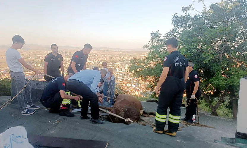 Afyon'da Şaşkına Çeviren Olay: Otlayan İnek Evin Çatısına Düştü!