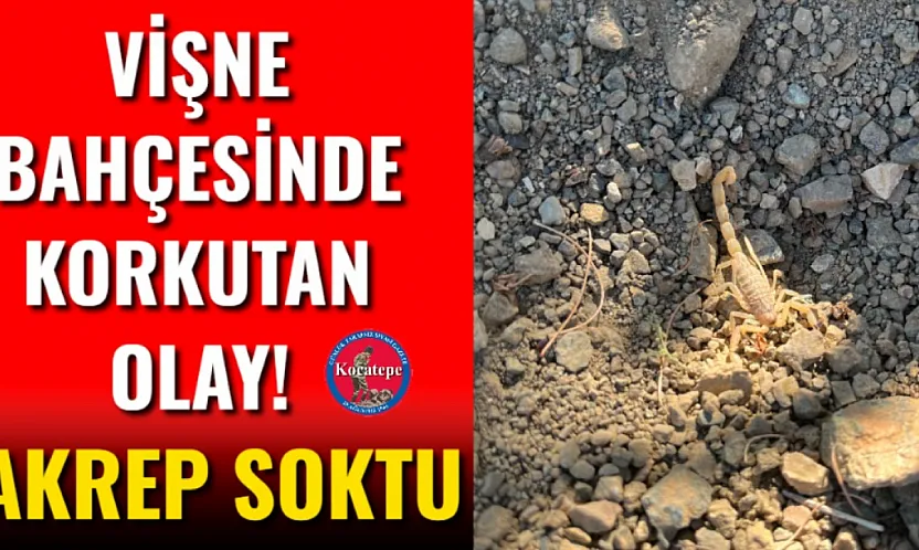 Afyon'da Vişne Hasadında Korkutan Anlar!