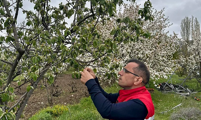 Afyon'da Zirai Don Etkisi Sonrası Tarlalar Tek Tek Kontrol Ediliyor