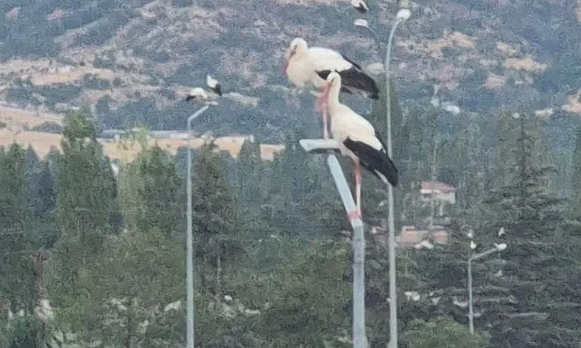 Afyonkarahisar'da Görenleri Şaşırtan Görüntü!