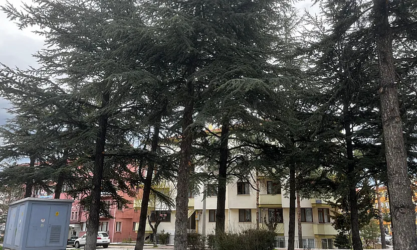 'Ağaçlar Korunsun, Bu Alana Fırın Ya Da Bina Yapılmasın'