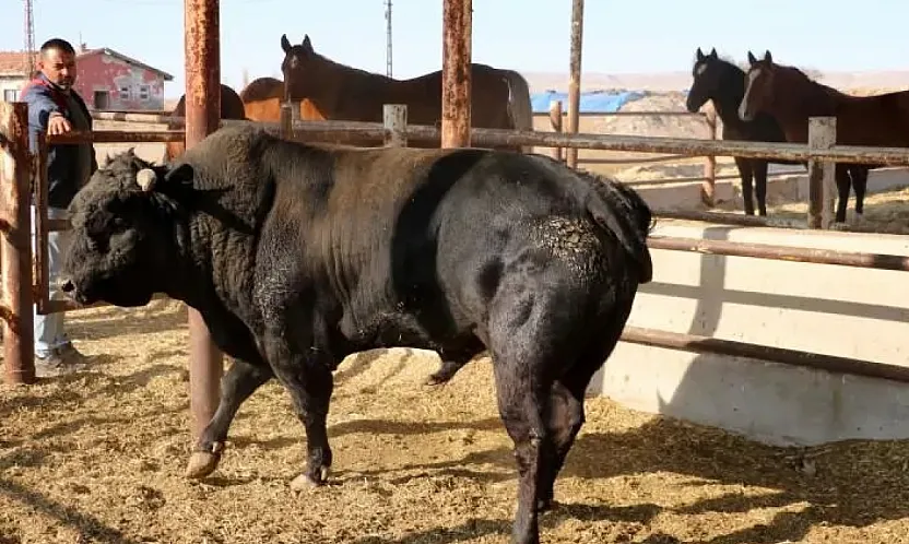 AKÜ'den Mandacılık Atılımı… Kısa Zamanda Faaliyete Geçecek