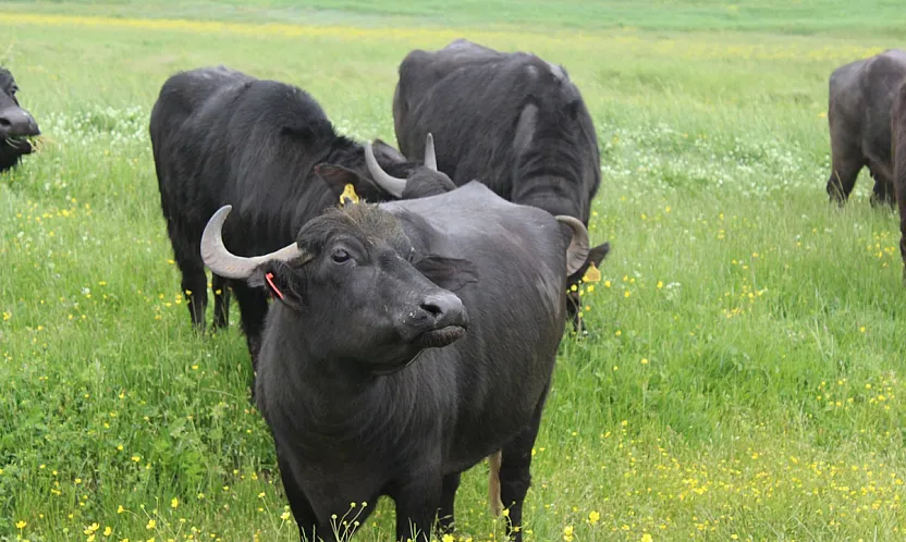Anadolu Mandası İçin Proje Geliştirildi