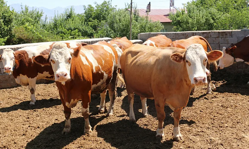 'Besilik Hayvan İthalatı'nda Yeni Tarih Açıklandı