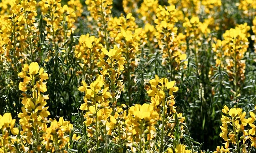 Bu Güzellik Sadece Afyon'da Var…