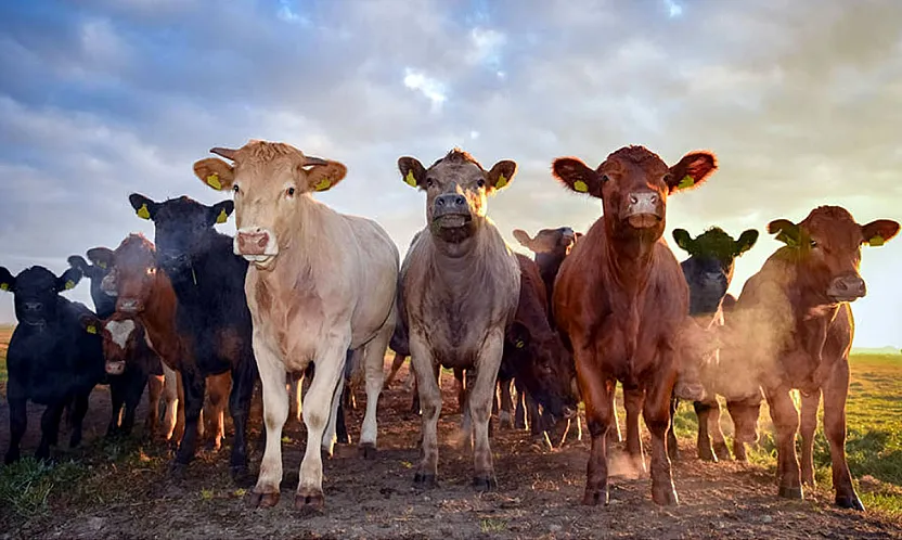 Bu Şartı Taşımayan Başvuramayacak. Afyonkarahisar'da Besilik Hayvan İthalatı Başvuruları Başlıyor