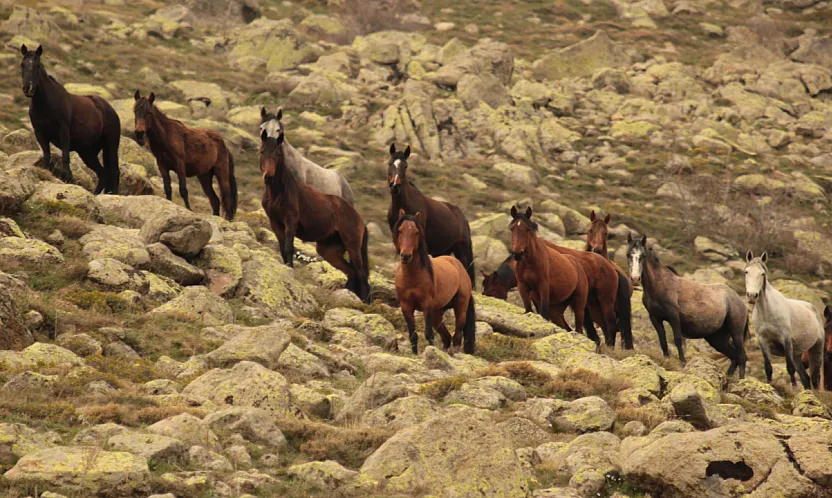 Bulutların Dansı Ve Yılkı Atları Dron İle Görüntülendi