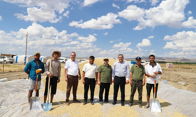 Çobanlar'da Hasat Zamanı… Üreticiler Yalnız Değil