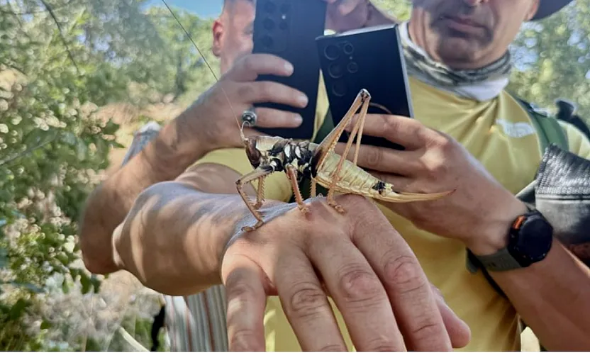 Dev Çekirgeler Her Yerde