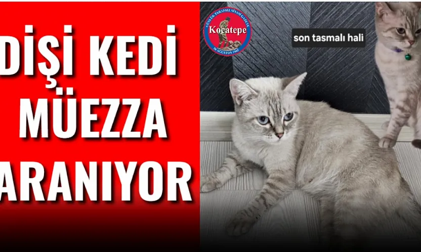 Dişi Kedi Müezza Aranıyor