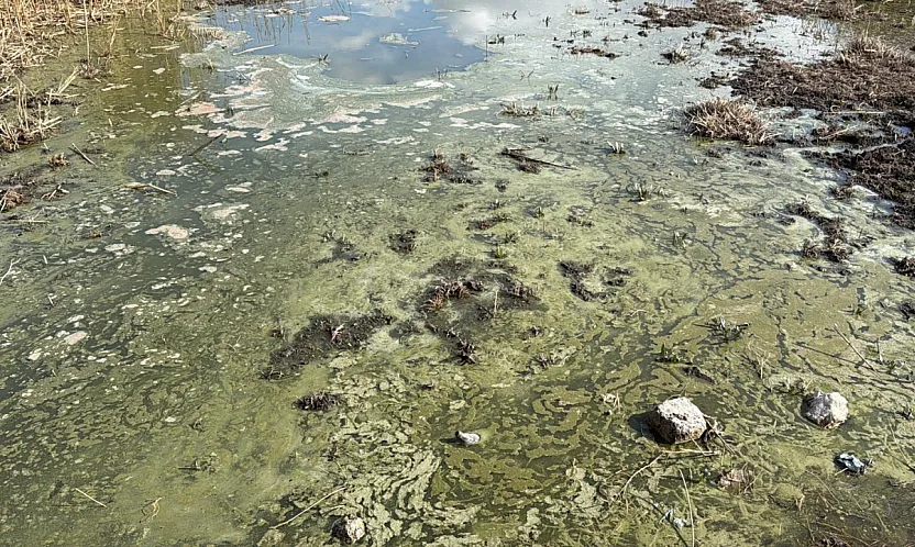 Eber Gölü Alarm Veriyor: Kuraklık Yetmedi, Şimdi de Kirlilik Tehlikesi!