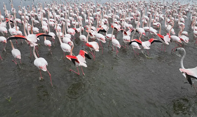 Eber Gölü Flamingolarla Canlandı