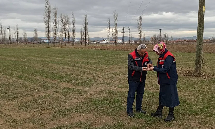 Ekinlerde Kambur Böceği Zararlısına Dikkat!