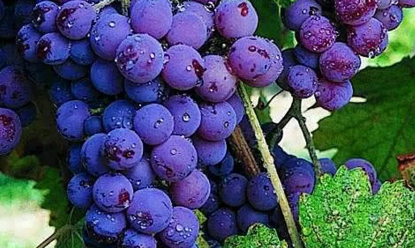 Emirdağ'ın Karacalar Üzümü Coğrafi İşaret Aldı