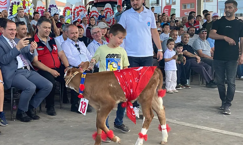 En güzel Buzağıyı Seçtiler
