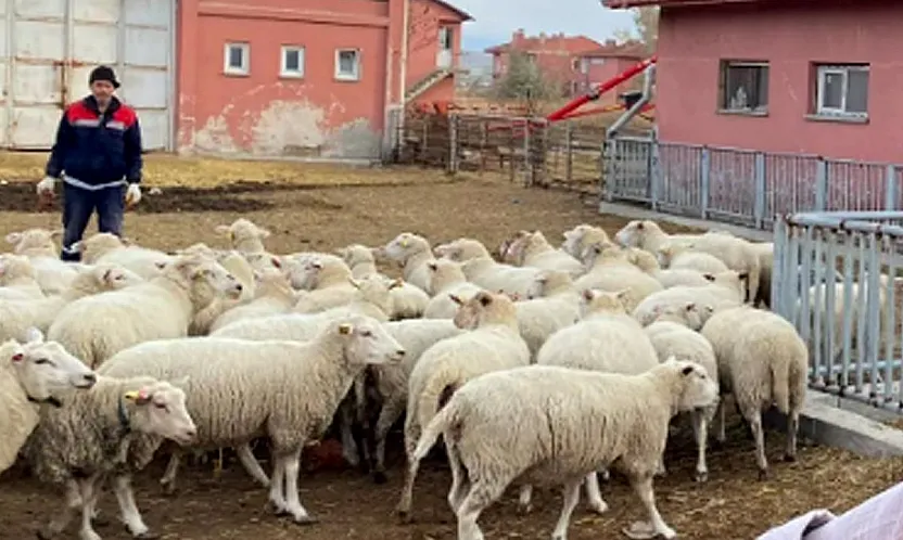 Fakülte'den Satılık Koyun ve Dana