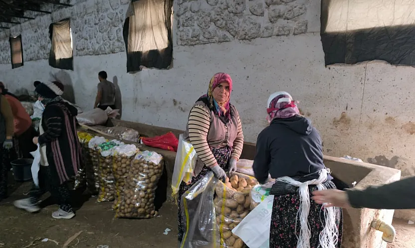 Hasadı Biten Patateste Depolama Süreci Başladı
