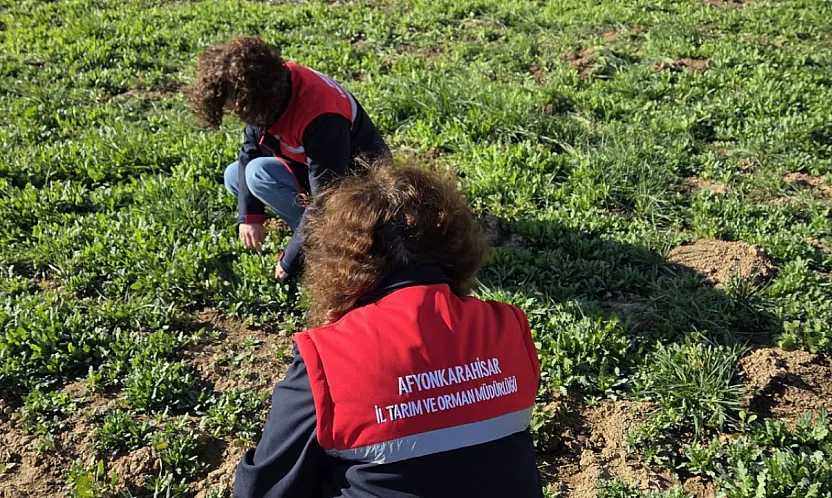 Haşhaş Üretiminde Türkiye'nin Lideri Afyon'da Haşhaş Tarlaları İncelendi