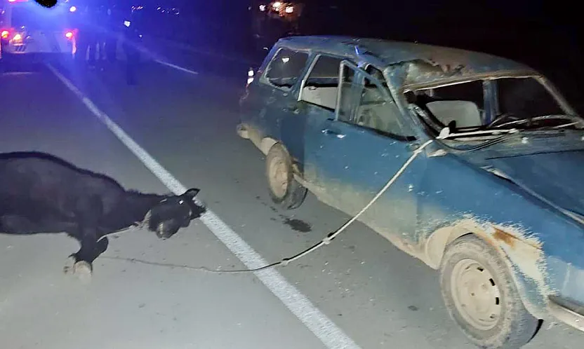 Hayatına Mal Oldu. Afyonkarahisar'da At Dehşeti!