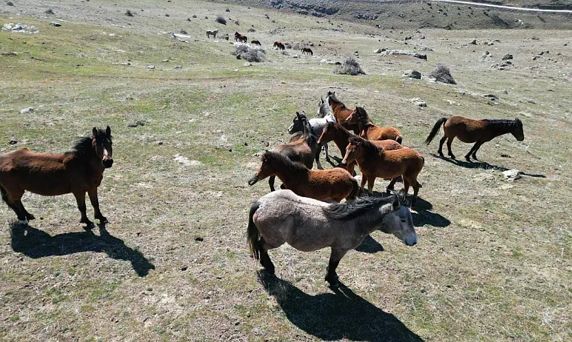 Isınan Hava Yılkı Atlarını Hareketlendirdi