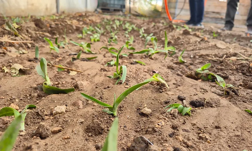 Kadın Üreticilere Salep Fidesi Dağıtıldı