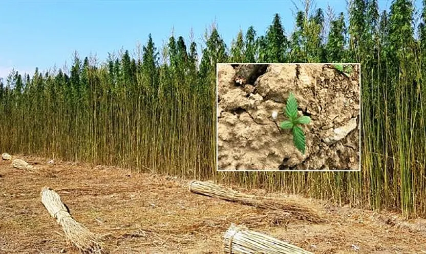 Kenevir Üretiminde Afyon'a Bir İyi, Bir Kötü Haber