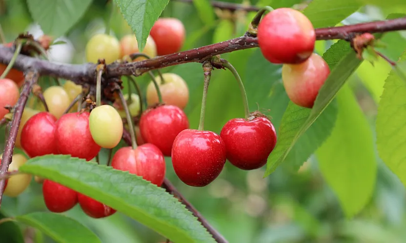 Kiraz İhracatında Umut Var
