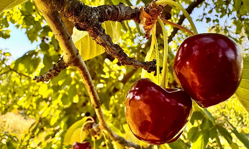 Kirazın Fiyatı Belli Oldu