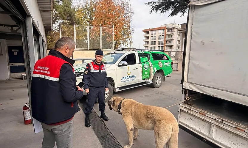 Köpek Dövüştüren Şahıslara Jandarma Baskını:12 Gözaltı