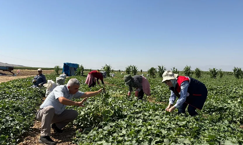 Kornişon Salatalık Hasadı Devam Ediyor