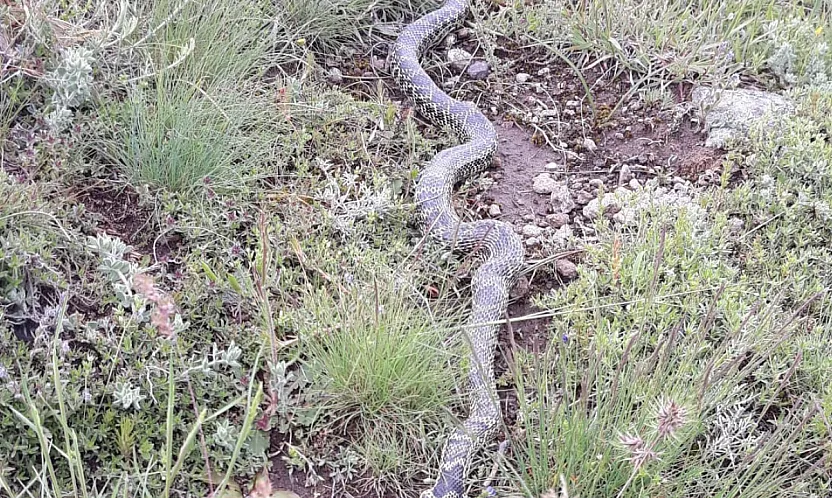 Orta Pınar Yaylası'nda Görülen Engerek Yılanı Merak ve Korkuya Neden Oldu