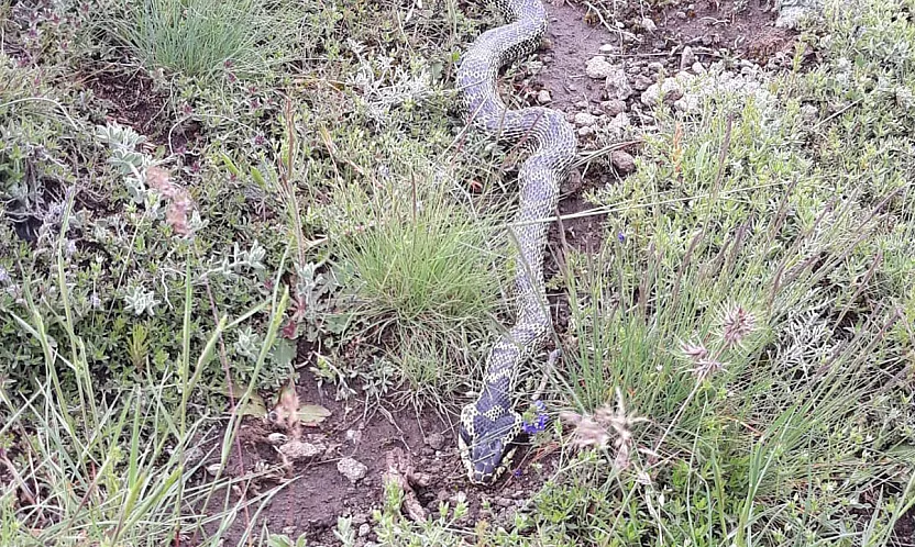 Orta Pınar Yaylası'nda Görülen Engerek Yılanı Merak ve Korkuya Neden Oldu