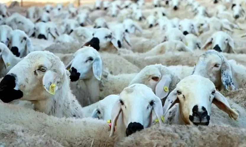 Özel İdare'nin Dağıtacağı Koyunlar İçin Başvurular Başlıyor