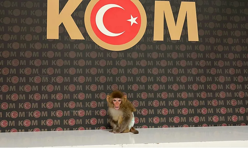 Polis Yaptığı Baskında Nesli Tükenmekte Olan Maymun Yakaladı