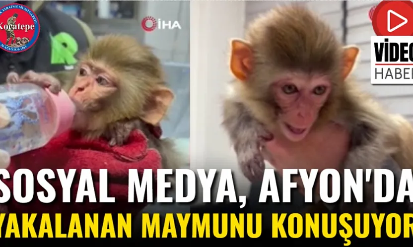 Sosyal Medya, Afyon'da Yakalanan Maymunu Konuşuyor