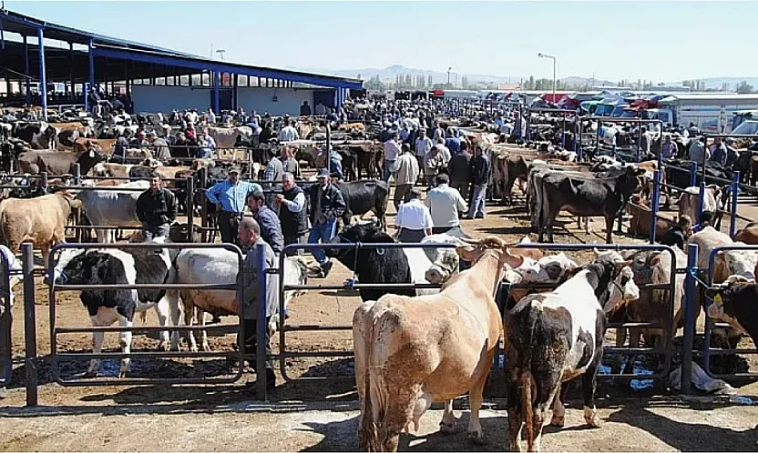 Şuhut Canlı Hayvan Pazarı Açılıyor