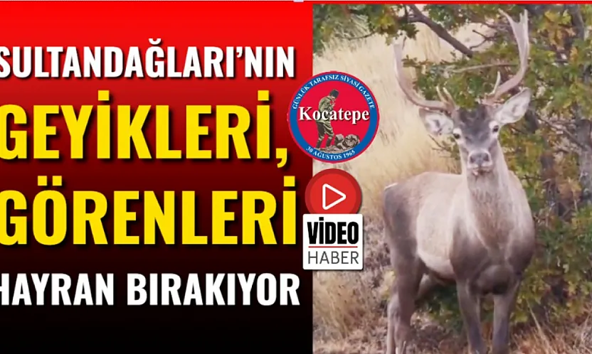 Sultandağları'nın Geyikleri, Görenleri Hayran Bırakıyor