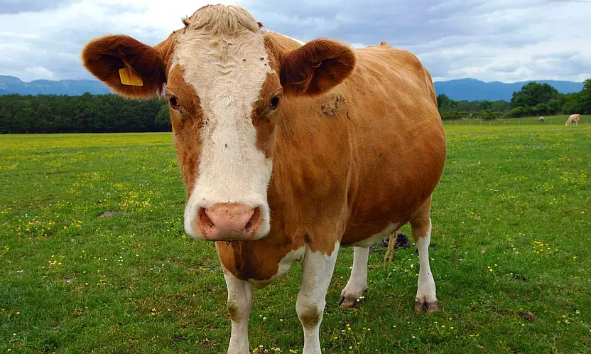 Vekaletle Kurban Kesim Bedelleri Belli Oldu