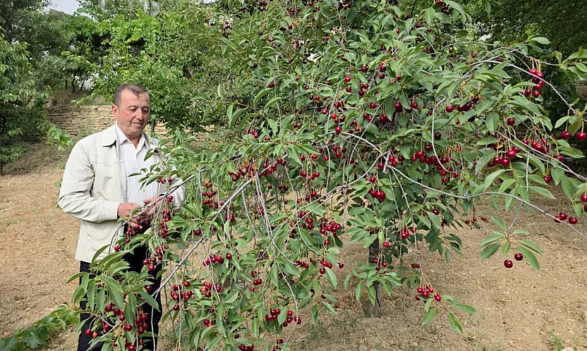 Vişne Üreticisi Taban Fiyat İstiyor