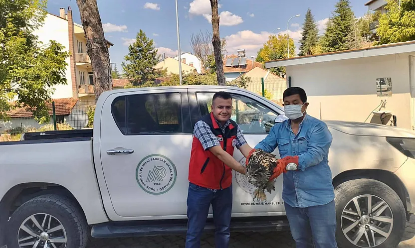 Yaralı Puhu Kuşu Koruma Altına Alındı