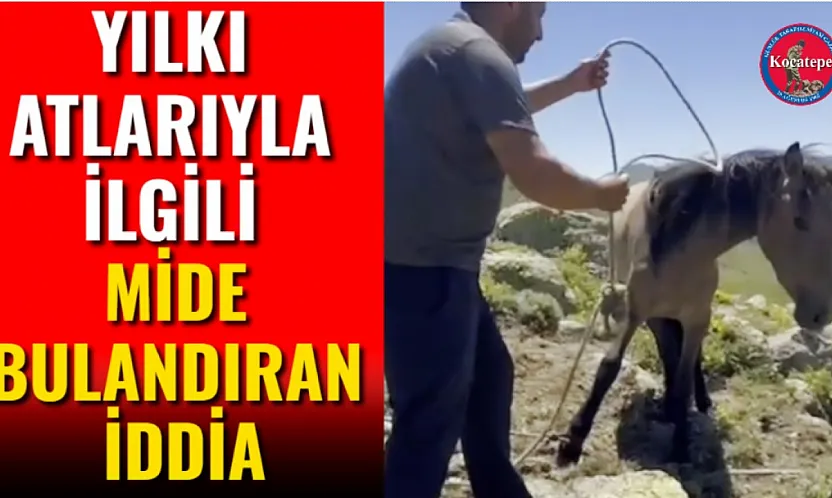 Yılkı Atlarıyla İlgili Mide Bulandıran İddia